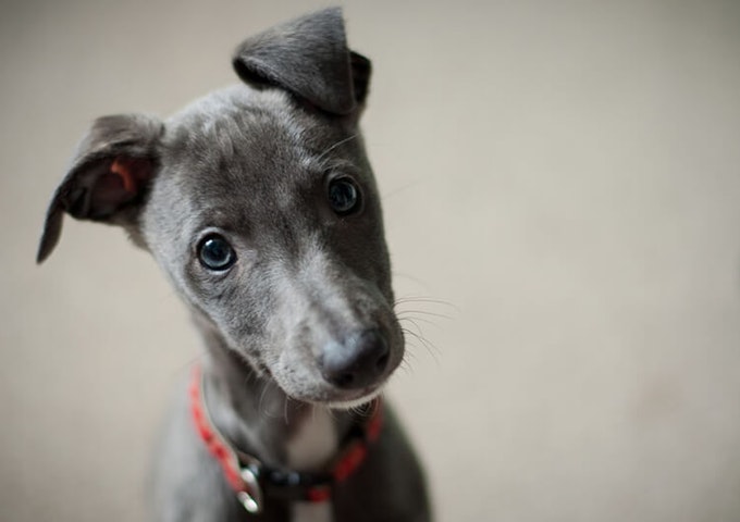 Silver Whippet puppy