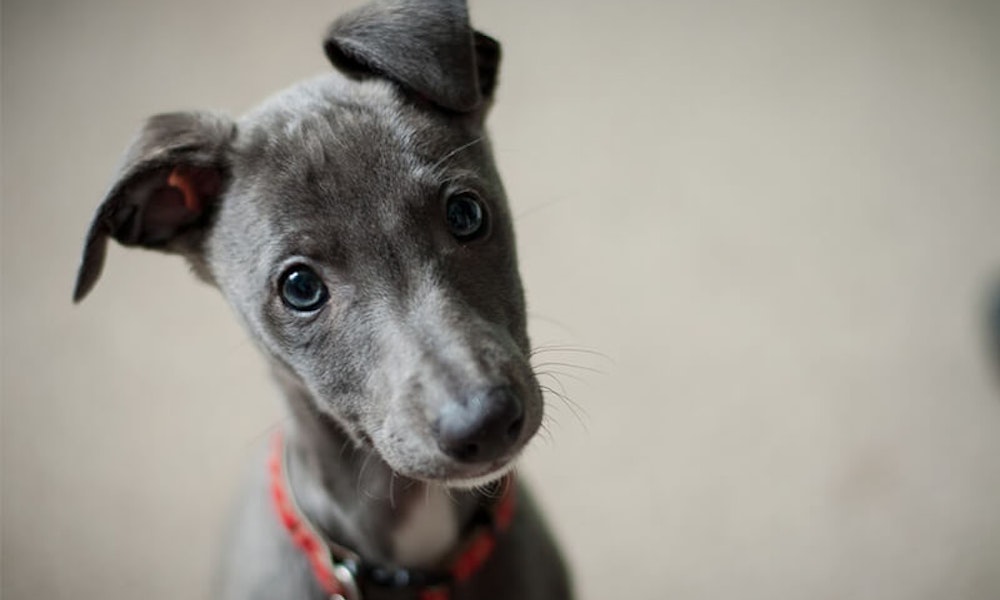 Silver Whippet puppy