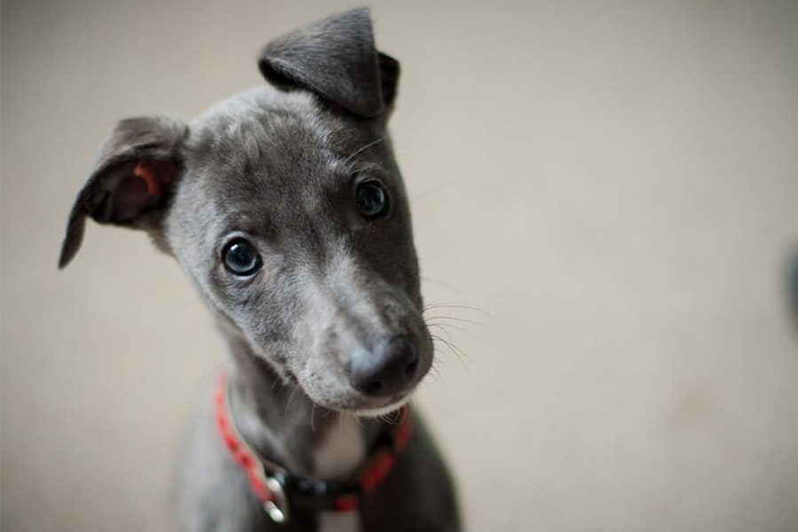 Silver Whippet puppy