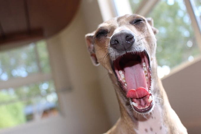 Small, fawn whippet 