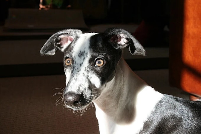 Black and white whippet