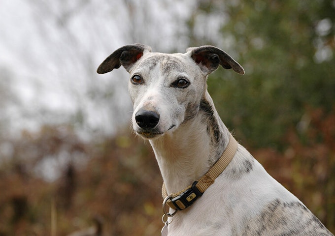 Brindle Whippet