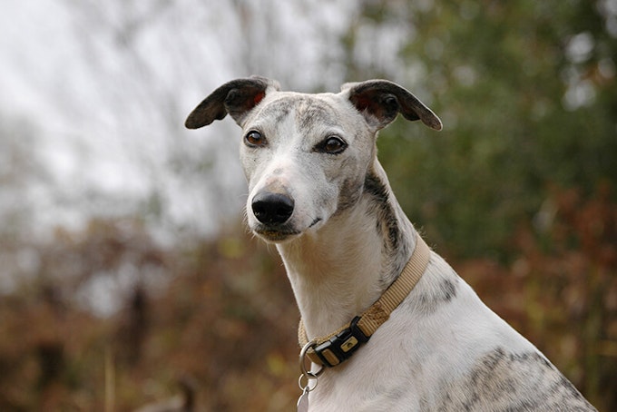 Brindle Whippet