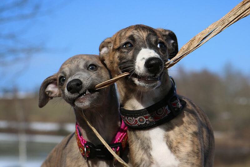 are whippets good for seniors