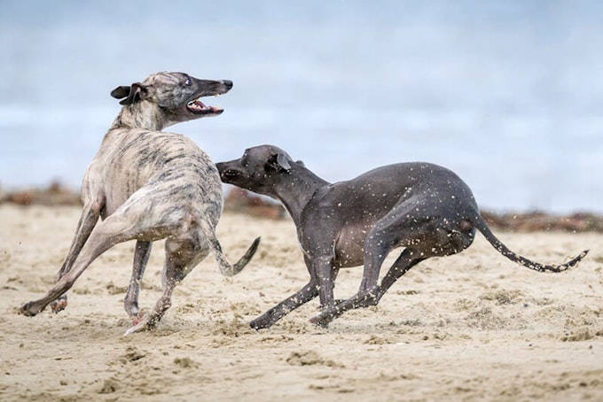 Brindle and silver Whippets running