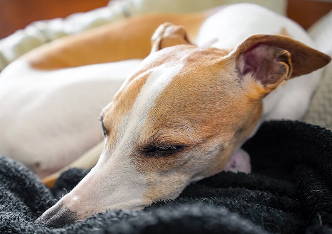 Red and white Whippet