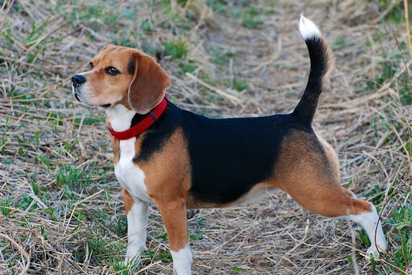 Beagle