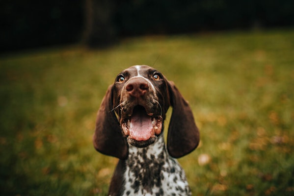 Dog with mouth open