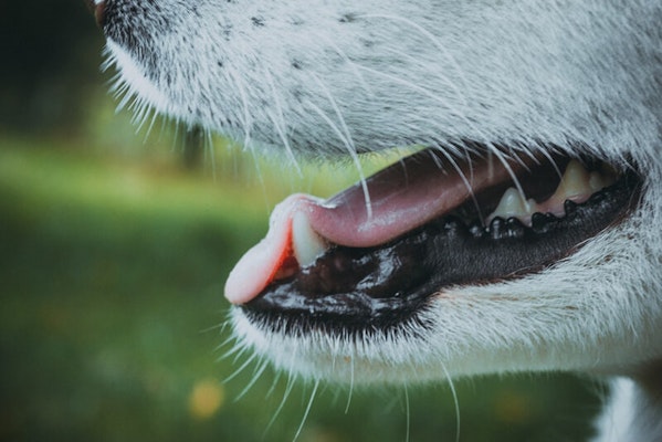 Close up of dogs mouth, teeth and tongue