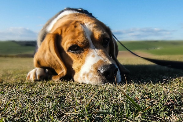 Dog laid down outside