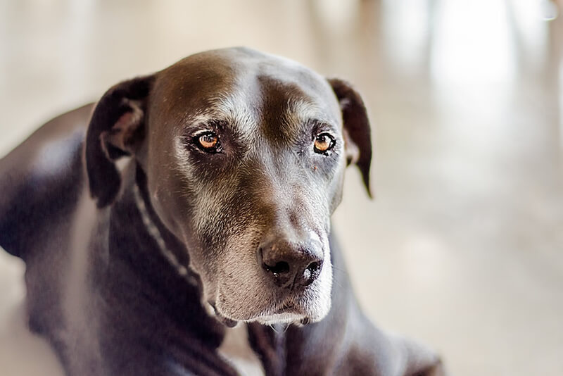 Can You Prevent Cancer In Dogs