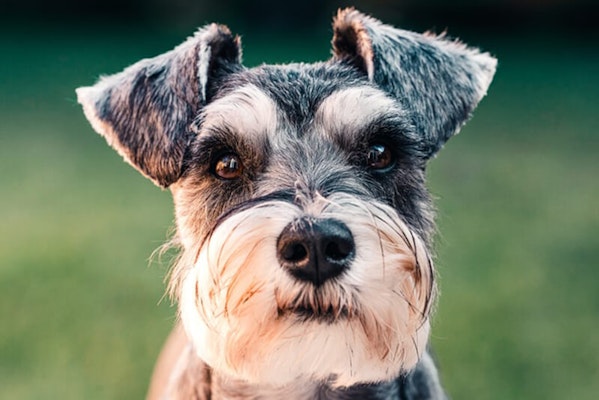 Miniature Schnauzer cataracts in dogs