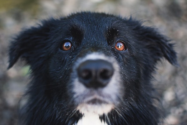 Close up of a dog's eyes