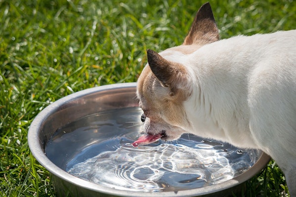 Dehydration in dogs