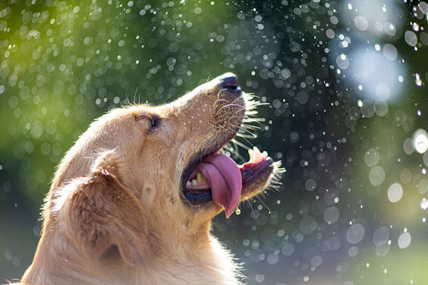 Dehydration in dogs