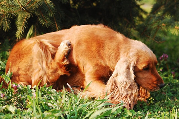 Dermatitis in dogs