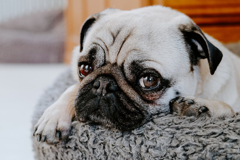 Will Castor Oil Hurt Dogs