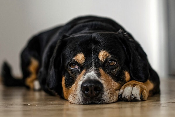 Fatigue in dogs