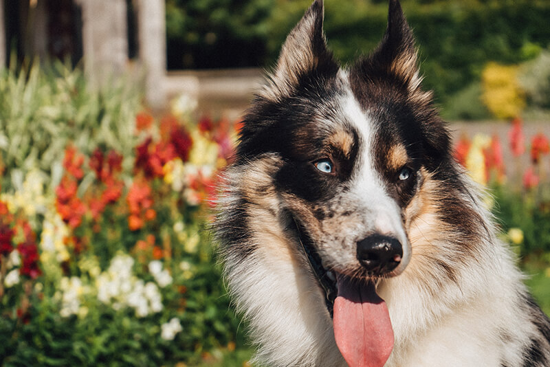 dog gastroenteritis diet