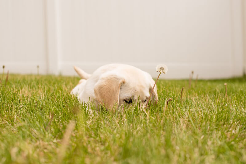 Giardia lawn treatment hot sale