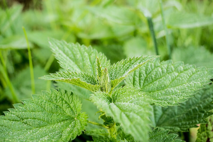 Can a dog be stung by nettles