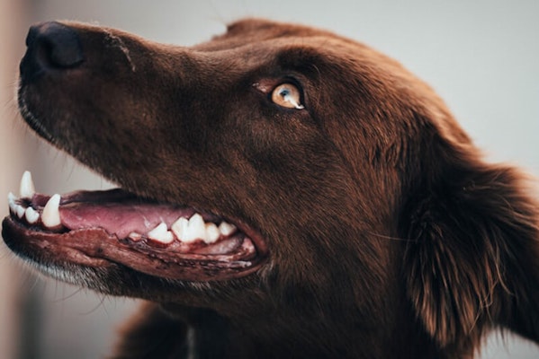 gum disease in dogs