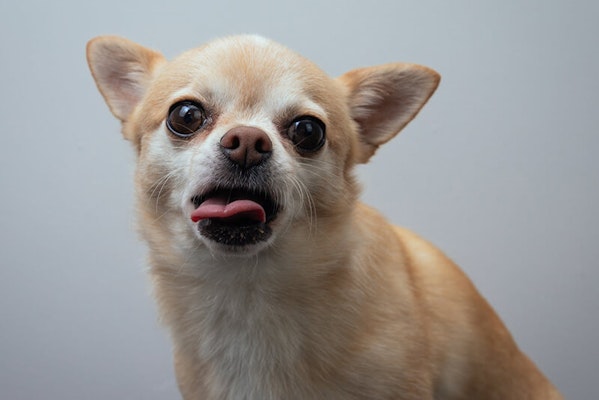 Chihuahua gum disease in dogs