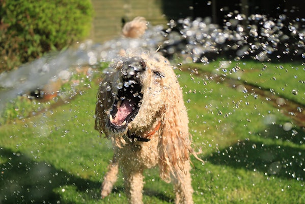 Dog catching water from hosepipe