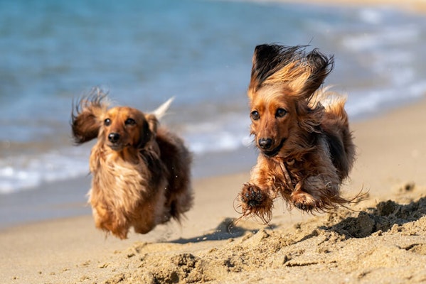 Two dachshunds running on the beach