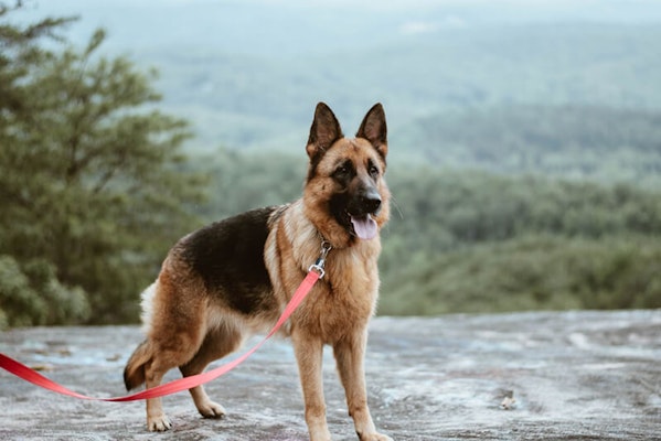 German Shepherd 