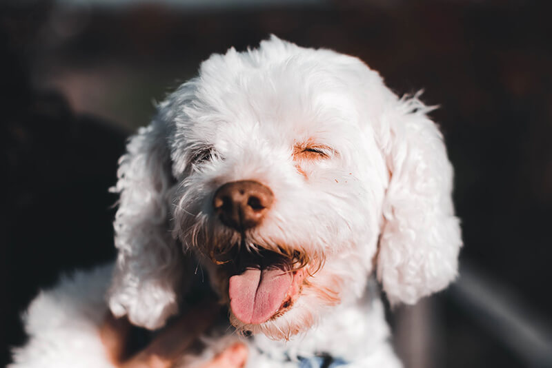 Can Humans Pass Kennel Cough From Dog To Dog