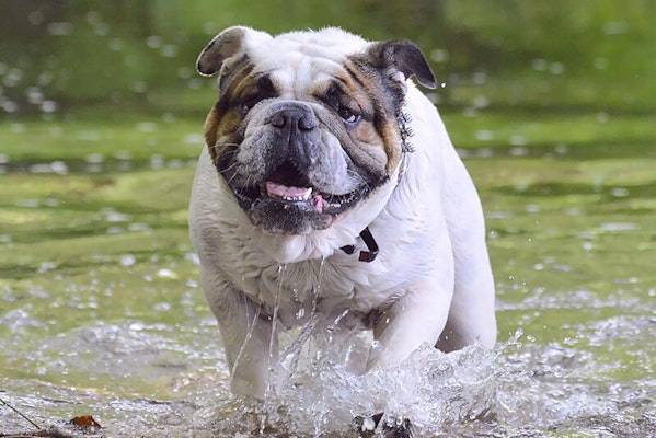 Leptospirosis in dogs