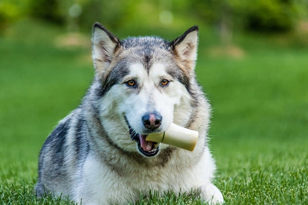 Can dogs eat bones?