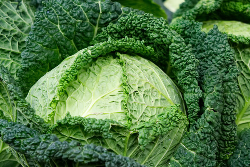 Can Dogs Eat Savoy Cabbage 