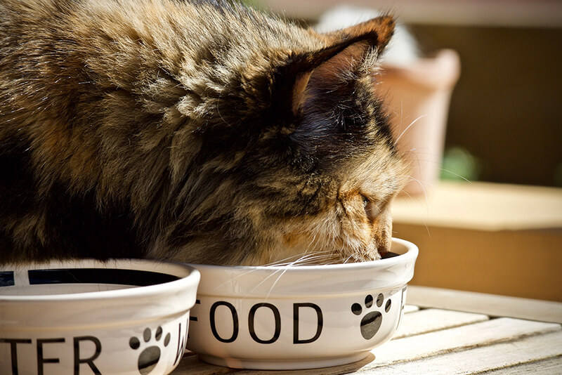 can humans eat cat food reddit