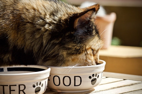 Can dogs eat cat food?