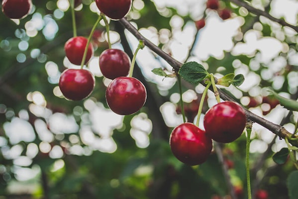 Can dogs eat cherries?