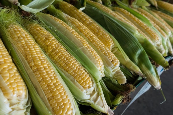 Can dogs eat corn?