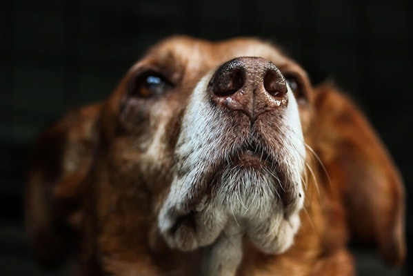 Can dogs eat gravy?