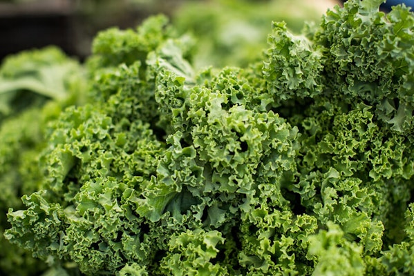 Can dogs eat kale?