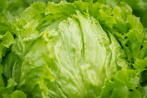 Can dogs eat lettuce?