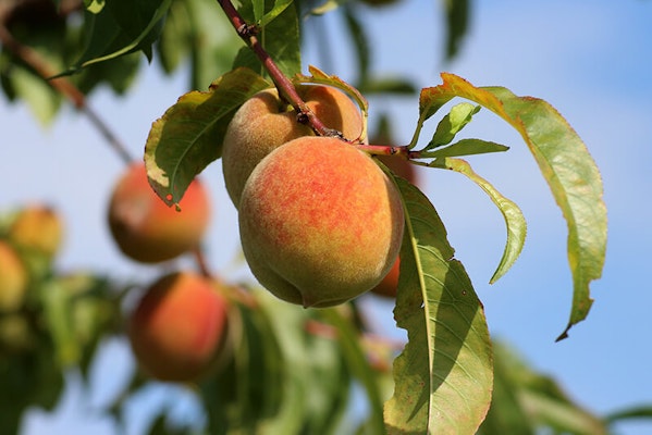 Can dogs eat peaches?