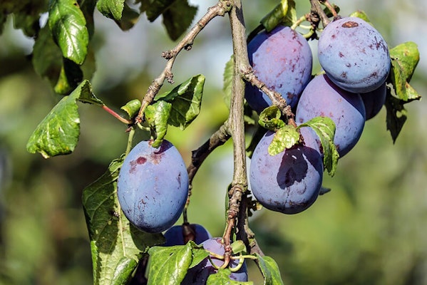 Can dogs eat plums?