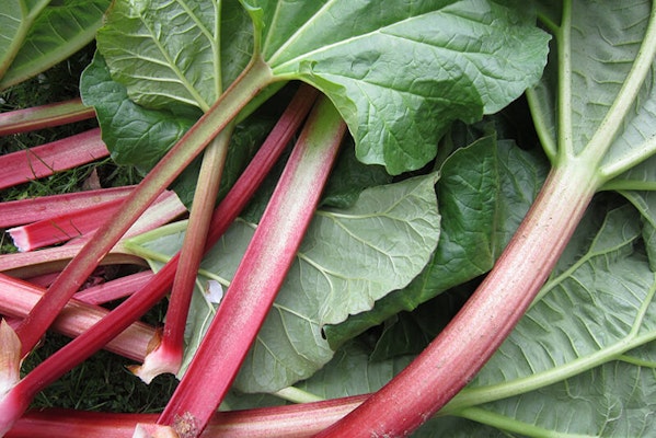can dogs eat rhubarb?