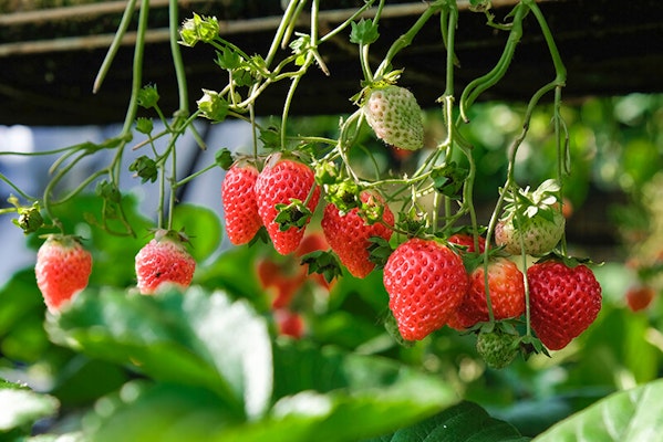 Can dogs eat strawberries?