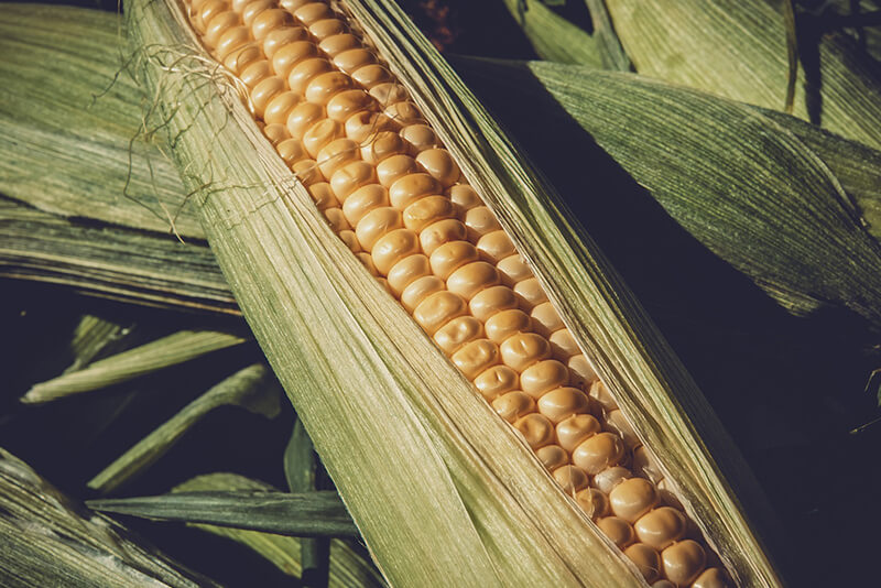 is sweet corn good for dogs