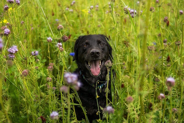 Can dogs get hay fever?