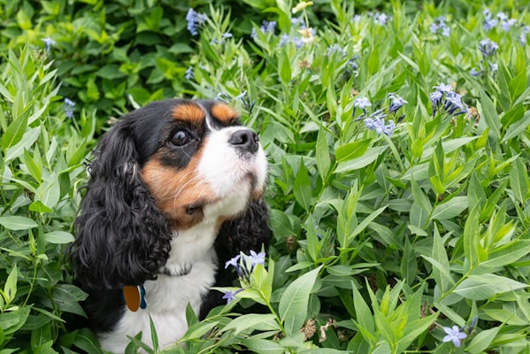 What to do if your dog gets stung by a bee