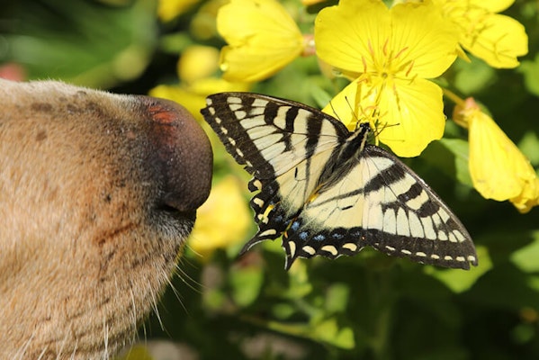 What to do if dog has been stung by a bee