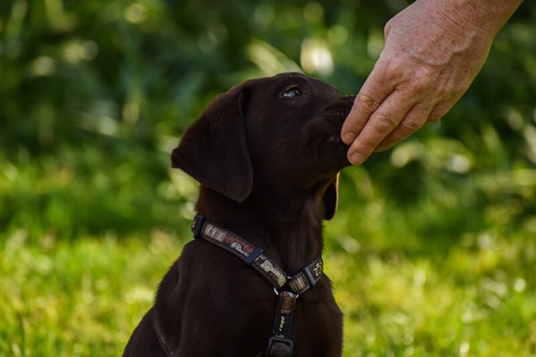 Dog being offered food